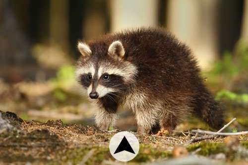 A racoon family hanging out on the railing of an Ohio deck. You need raccoon proofing.