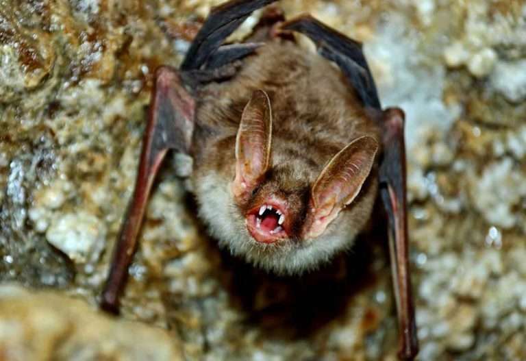 Wildlife Removal Services - Greater Dayton, Ohio - Barnes ...