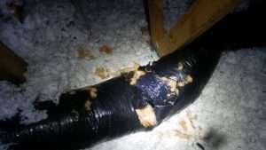 Raccoon in Attic Tore Flexible Duct Work