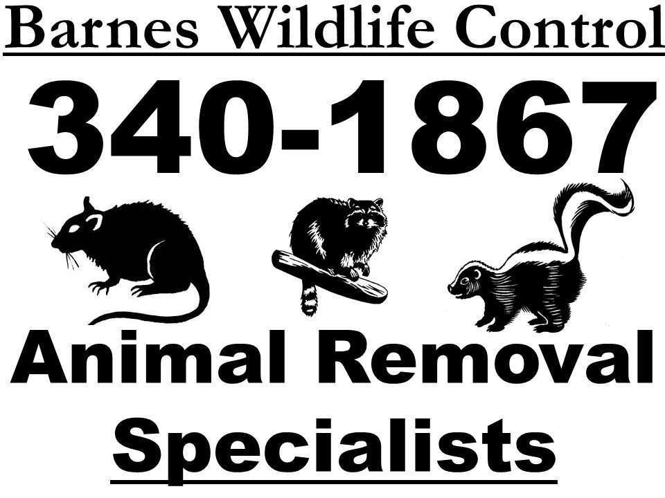 Barnes Wildlife Control More Than Just Another “Locally Owned