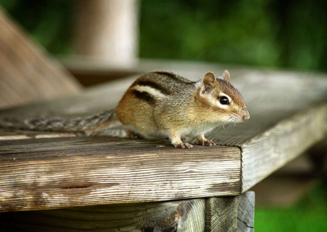 Chipmunk Removal Miami Valley's Pest Control Service for Chipmunks