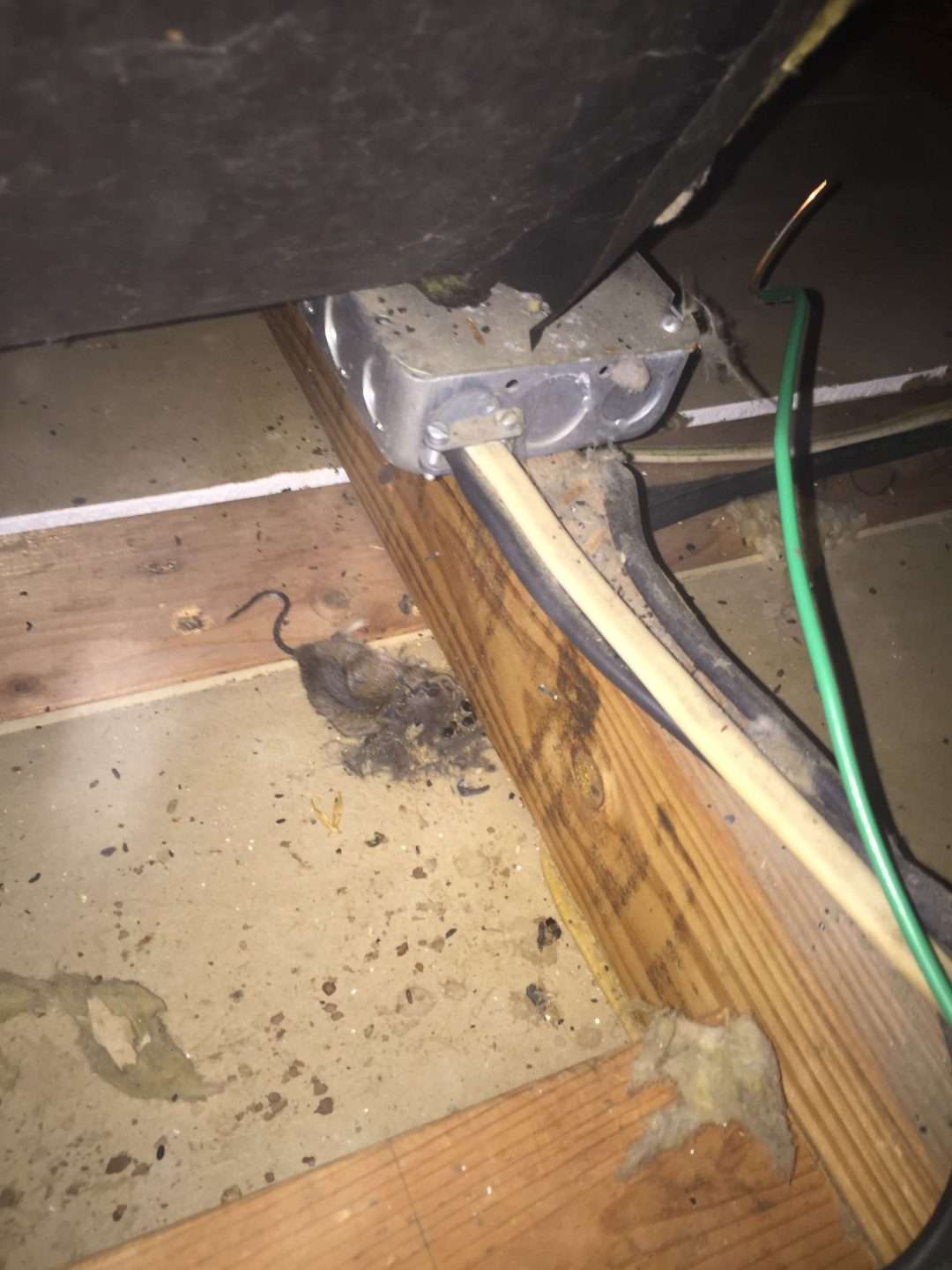 Mice in the Attic Find a fast solution with Barnes Wildlife Control