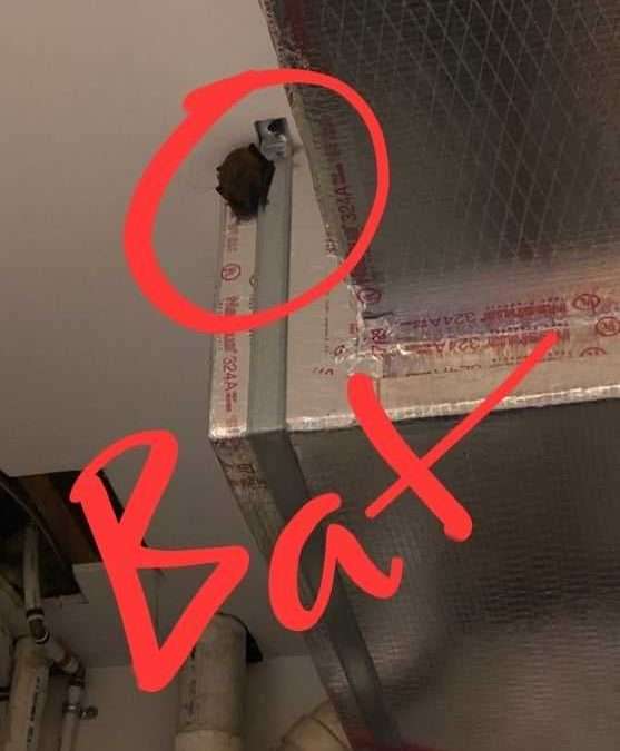 Miami County Bat Removal Services