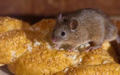 Sidney Ohio Rodent Removal