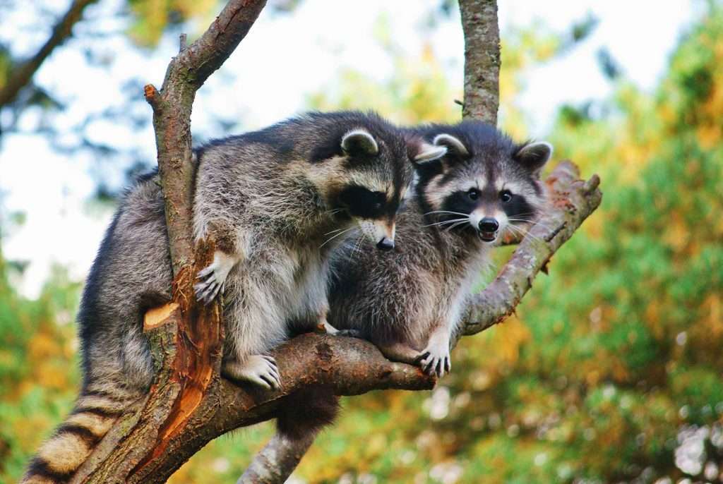 Dayton Raccoon Problems Blog Post: If raccoons are spending time in your trees they soon can become a problem.
