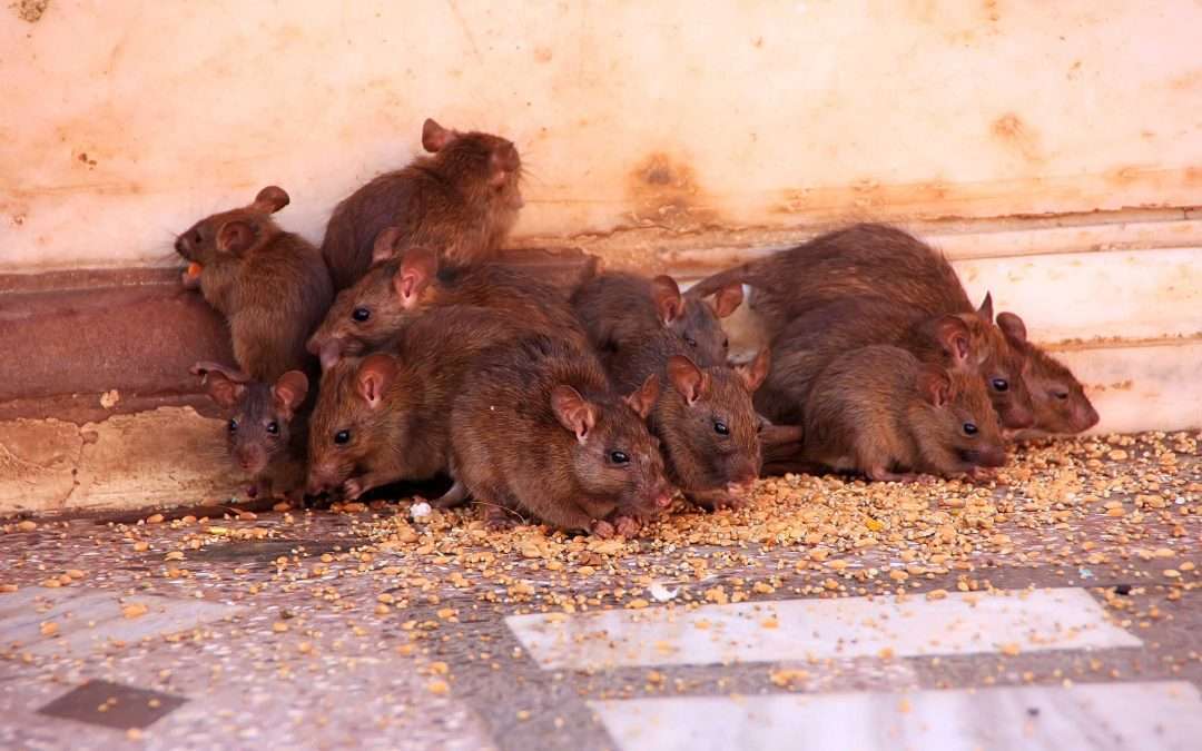 Dayton Rodent Control & Mice in the Attic Insulation