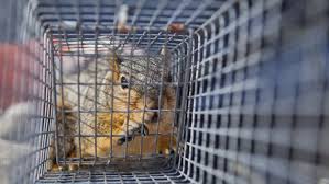 squirrel for Squirrel Removal in Oakwood Ohio