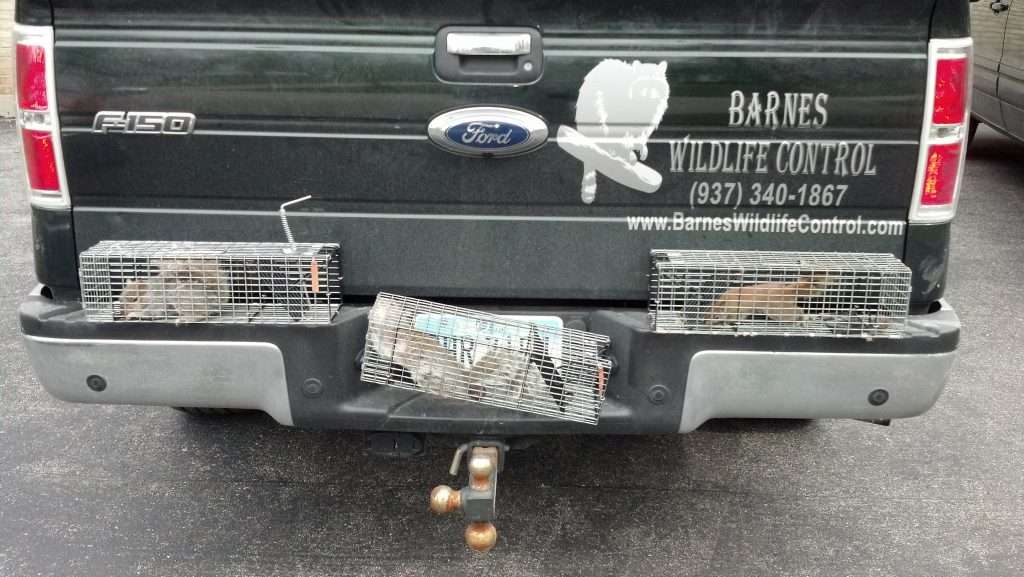 A few trapped animals on back of our truck. A successful day!
