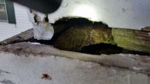 Squirrel Chewed Hole to enter attic