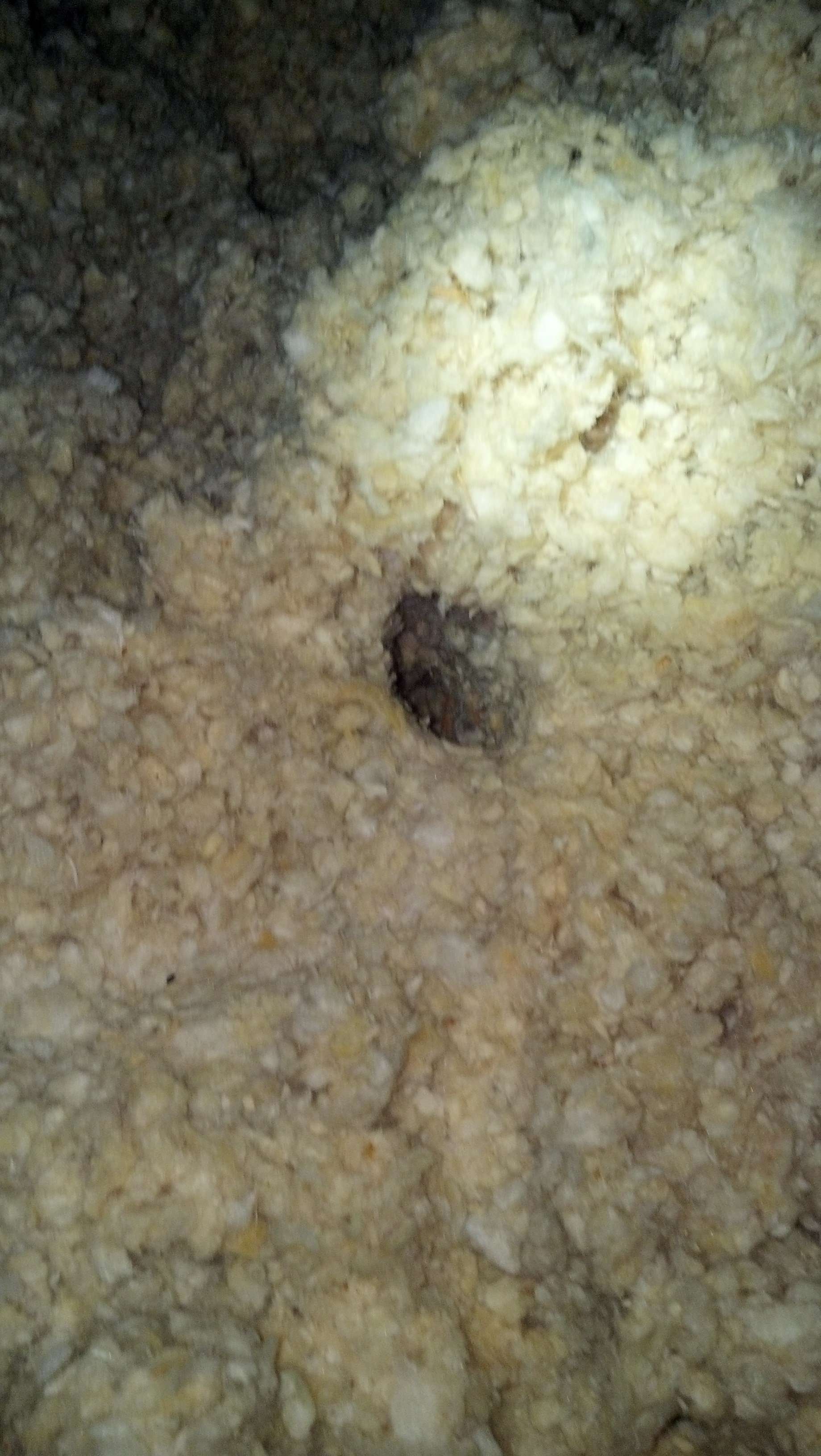 Dayton Rodent Control in Ohio Mice in attic insulation need trapping