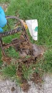 Dayton Wildlife Pest Control Mole Yard Removal