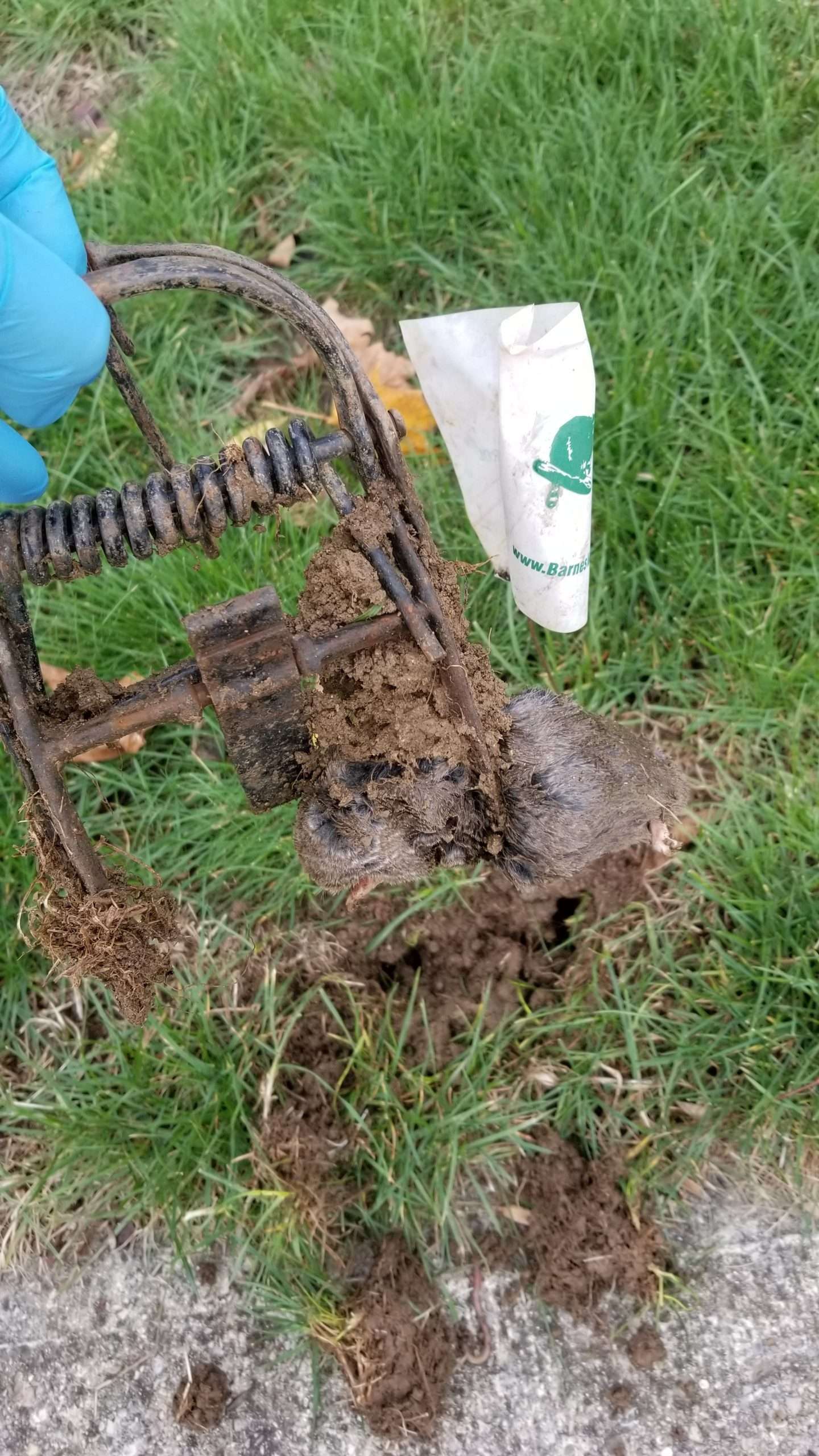 Dayton Wildlife Pest Control Dayton Guide to Wildlife Around the House