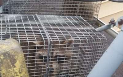 Dayton Ohio Raccoon Removal Service