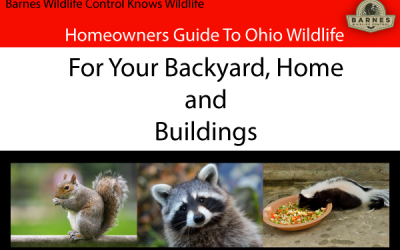 Dayton Wildlife Pest Control – Homeowner Guide to Wildlife Around the House