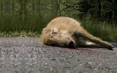 Dispose of Dead Animal from Your Property – Dayton, Ohio