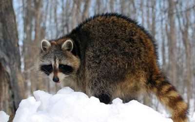 Remove Unwanted Winter Wildlife