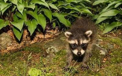 Raccoons Active During the Daytime in Dayton, Ohio | Why Is That?