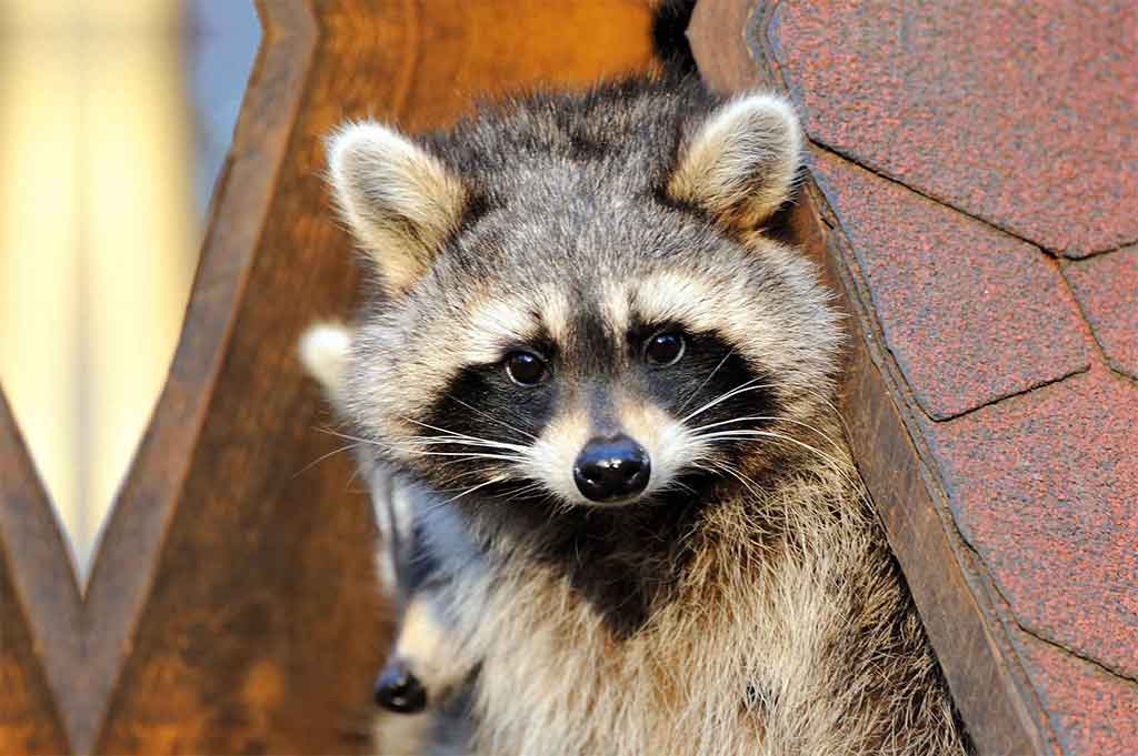 This roof damage did not happen from a squirrel. The usual suspect? A raccon eager to get in.