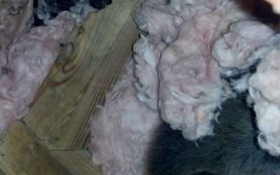 Critter Living in the Attic – Do Animals Hibernate in Attics?