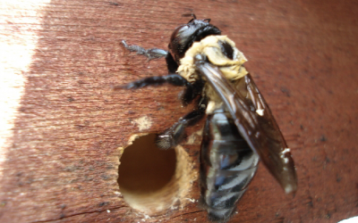 Dayton Bee Pest Removal Service