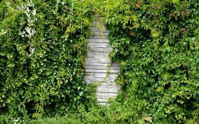 Dayton Wildlife Solutions – Overgrown Habitats Lead to Pest Problems