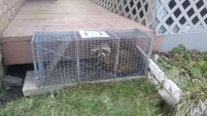 Dayton Raccoon Control
