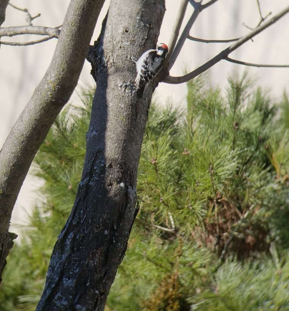 Scare Woodpeckers Away using Visual Deterrents - Barnes Wildlife Control