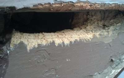 Animal Proofing your Miami Valley Home