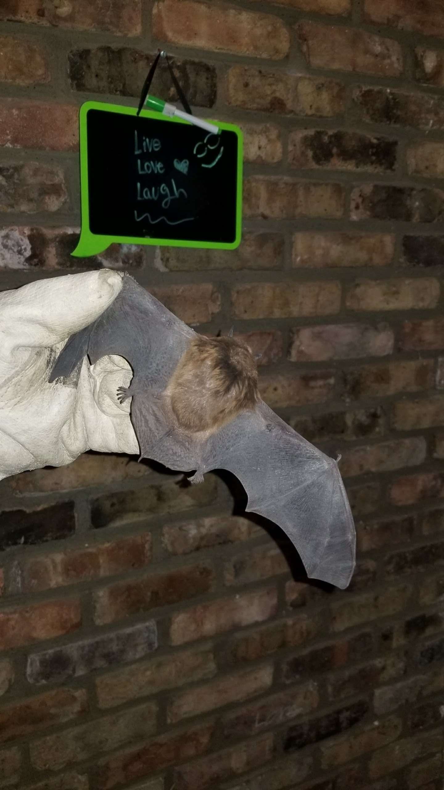 Getting Rid of a Bat in the House