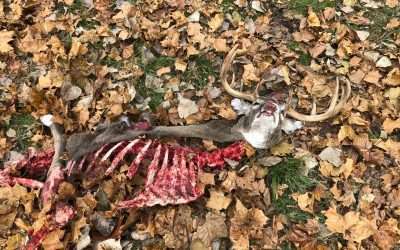 Deer Carcass Pickup And Disposal