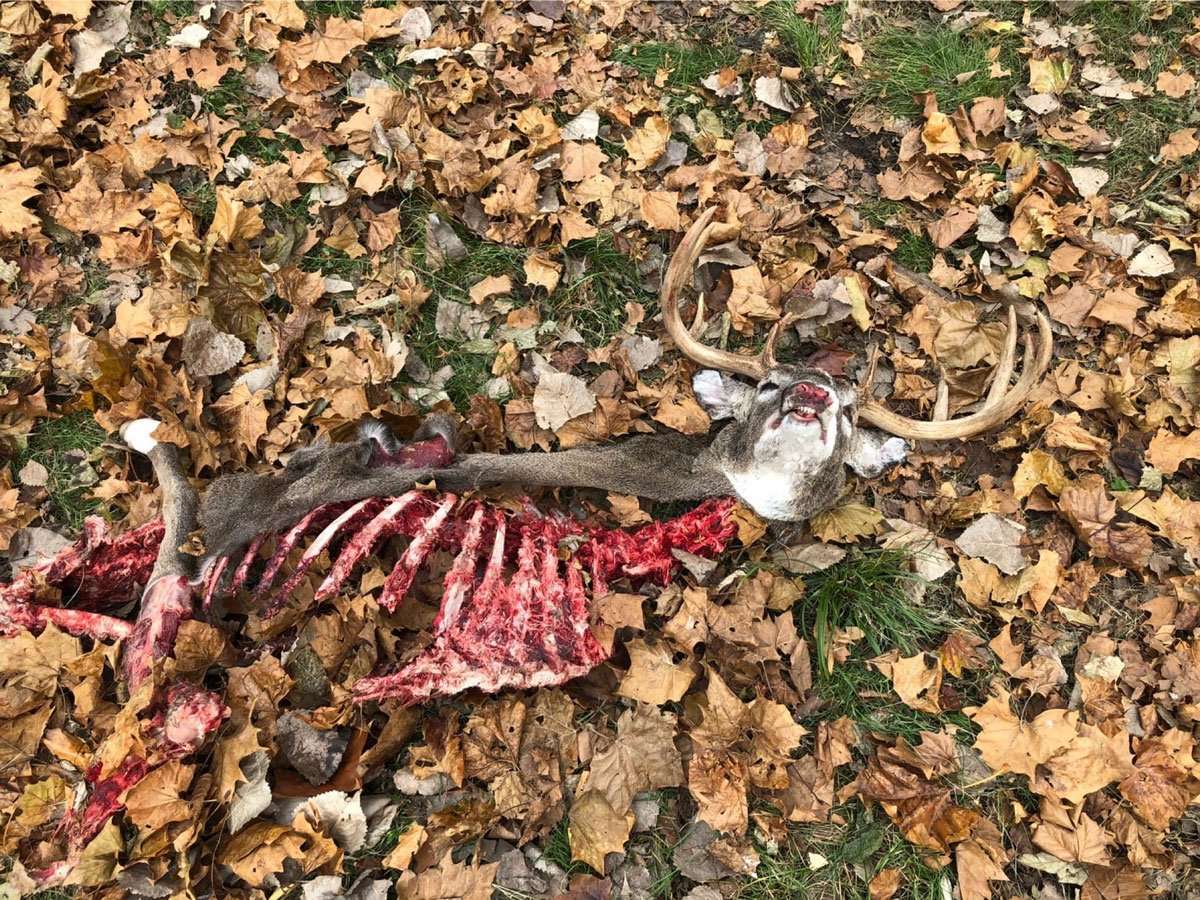 Deer Carcass Pickup And Disposal