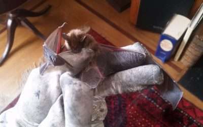 Bat in the House Dayton Ohio