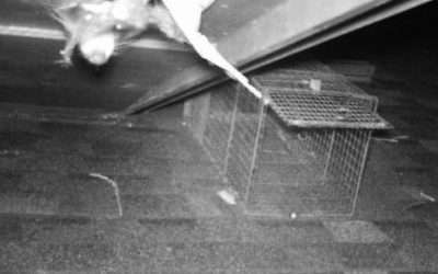 Wildlife Removal Dayton Ohio