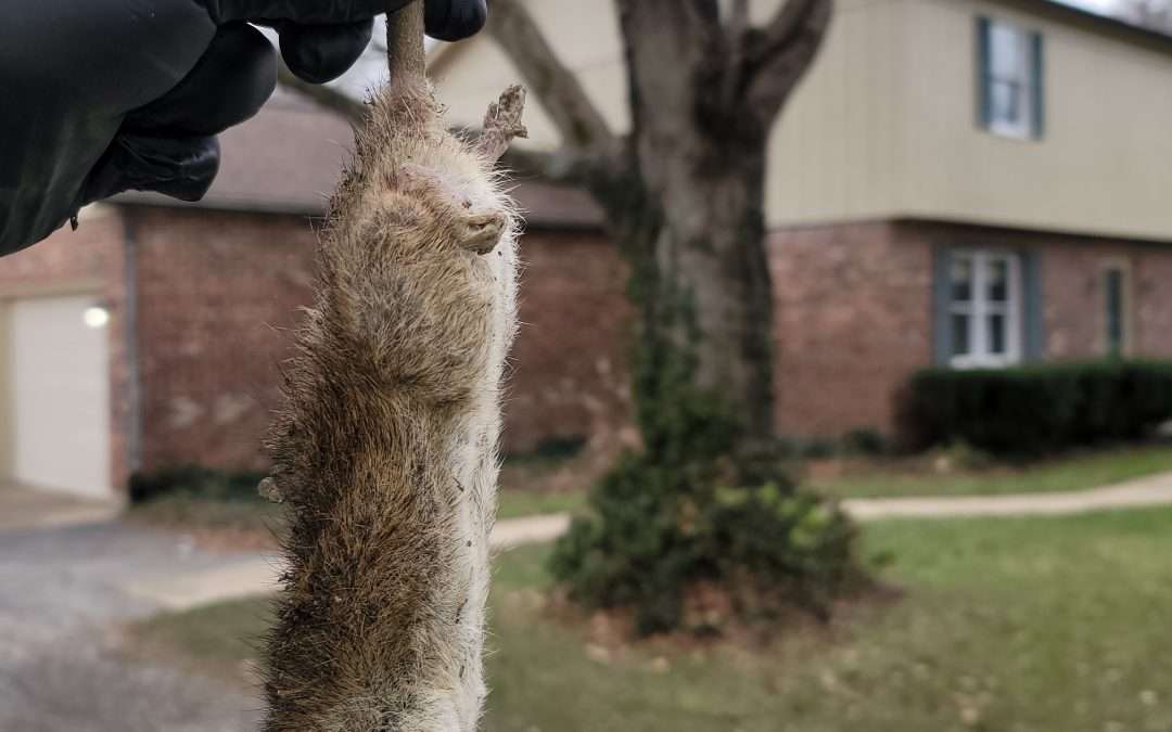 Barnes Wildlife Control Specializes in Montgomery County Wildlife Removal