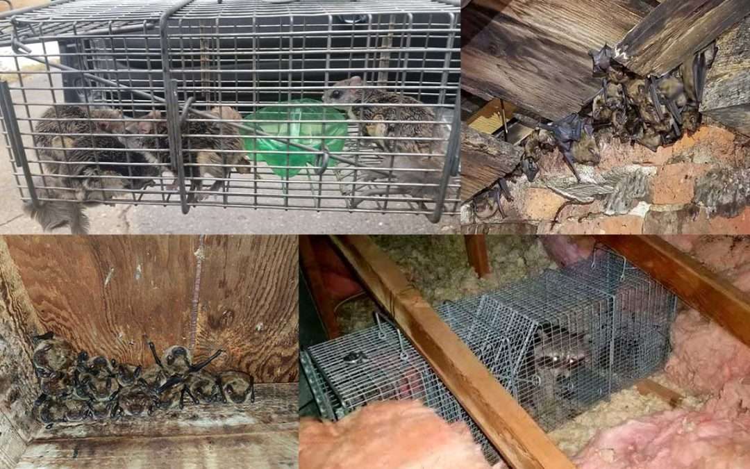 Lebanon Ohio Nuisance Wildlife