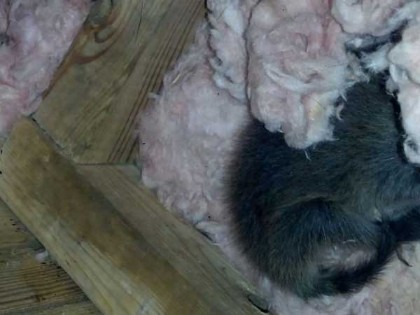 Raccoon Babies in Attic Insulation