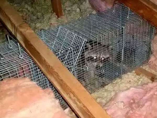 The Green Hornet Trap Is The Best "Positive Set" Trap In The U.S. It's The Perfect Solution For Trap Shy Animal Pests