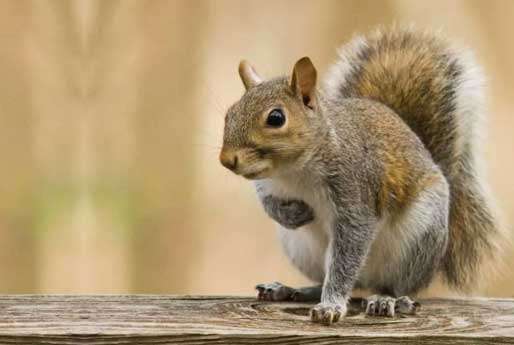 Kettering Squirrel Removal Service page photo: The common gray squirrel