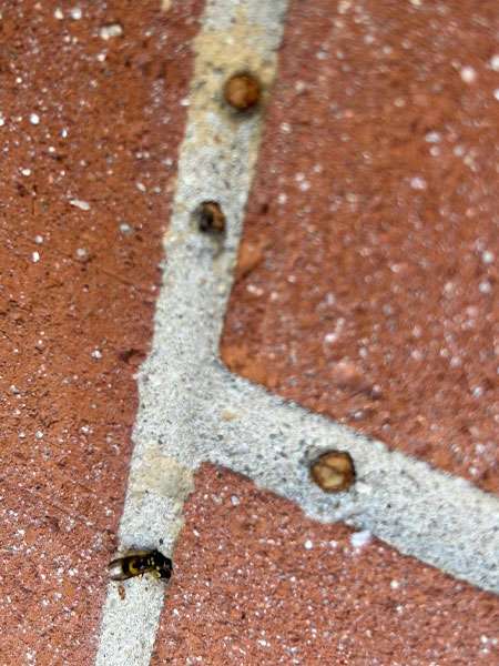 Photo of a ywllowjacket  on a brick wall at the Barnes Wildlife Control bee removal service page.
