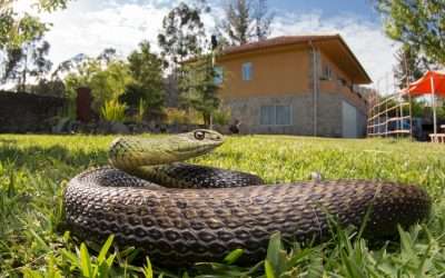 Dayton On Call Wildlife Control