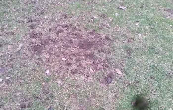 Skunk Removal Page: Photo of skunks tearing up a lawn.