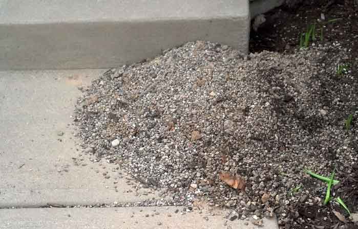 Skunk Removal Page: Photo of us preparing the ground for a skunk trap.