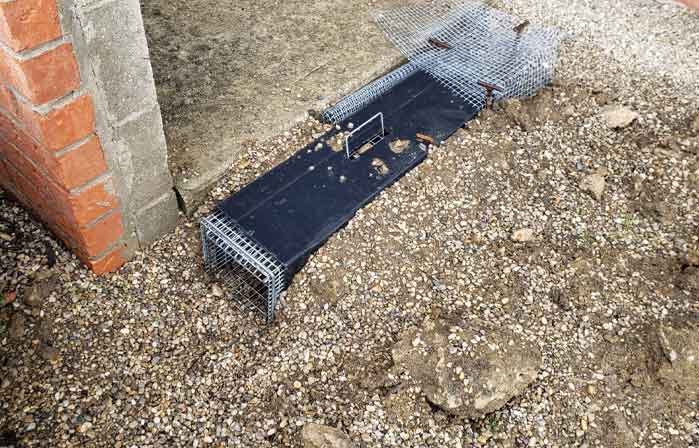 Skunk Removal Page: Photo of skunk trap set in ground near stairs.