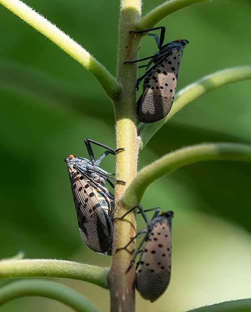 Photo of the Spotted Laternfly on a plant at Barnes Wildlife Control's Spotted Lanternfly Extermination page: Thanks to Rhododendrites, CC BY-SA 4.0  via Wikimedia Commons