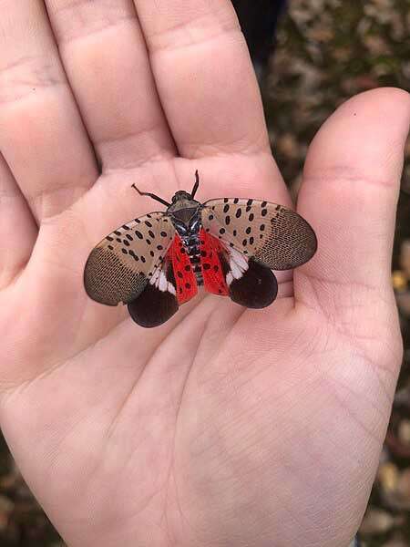 Photo of the Spotted Laternfly at Barnes Wildlife Control's Spotted Lanternfly Extermination page: Thanks o  mostbittern, CC BY 4.0 via Wikimedia Commons  