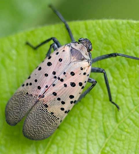Spotted Lanternfly Extermination | #1 Top Dayton Insect Pros