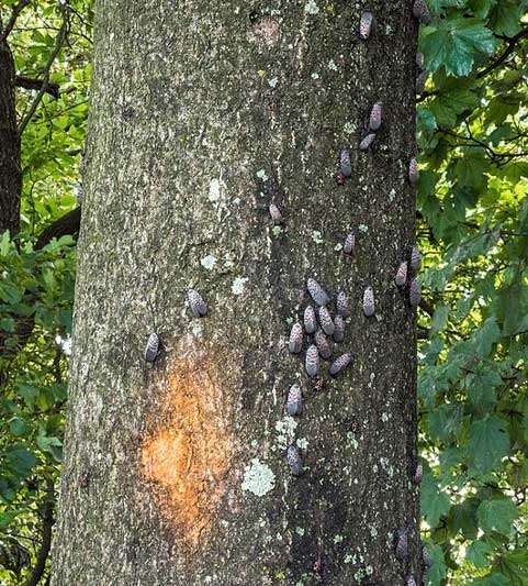 Photo of the Spotted Laternfly on a tree at Barnes Wildlife Control's Spoted Laternfly page: Thanks to U.S. Department of AgricultureLance Cheung/Multimedia PhotoJournalist/USDA Photo by Lance Cheung Public domain via Wikimedia Commons