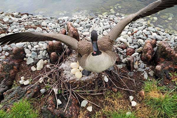 Photo at Barnes Wildlife Control Geese Removal page: Mama Goose Protecting her eggs.