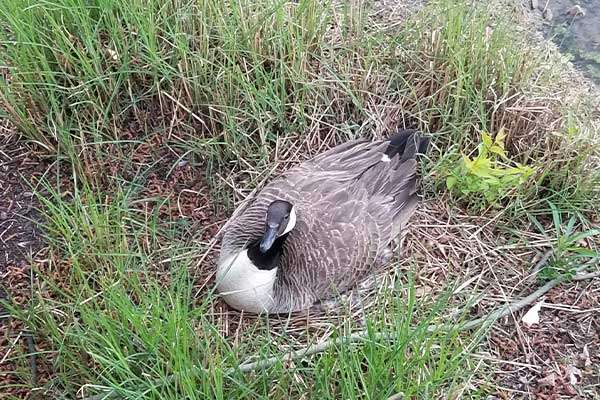 Photo at Barnes Wildlife Control Geese Removal page: Mama Goose warming her eggs.