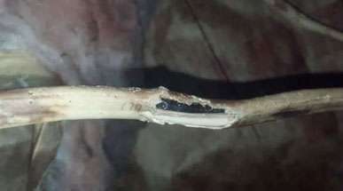 Englewood squirrel removal service page: Chewed wired due to squirrels in attic